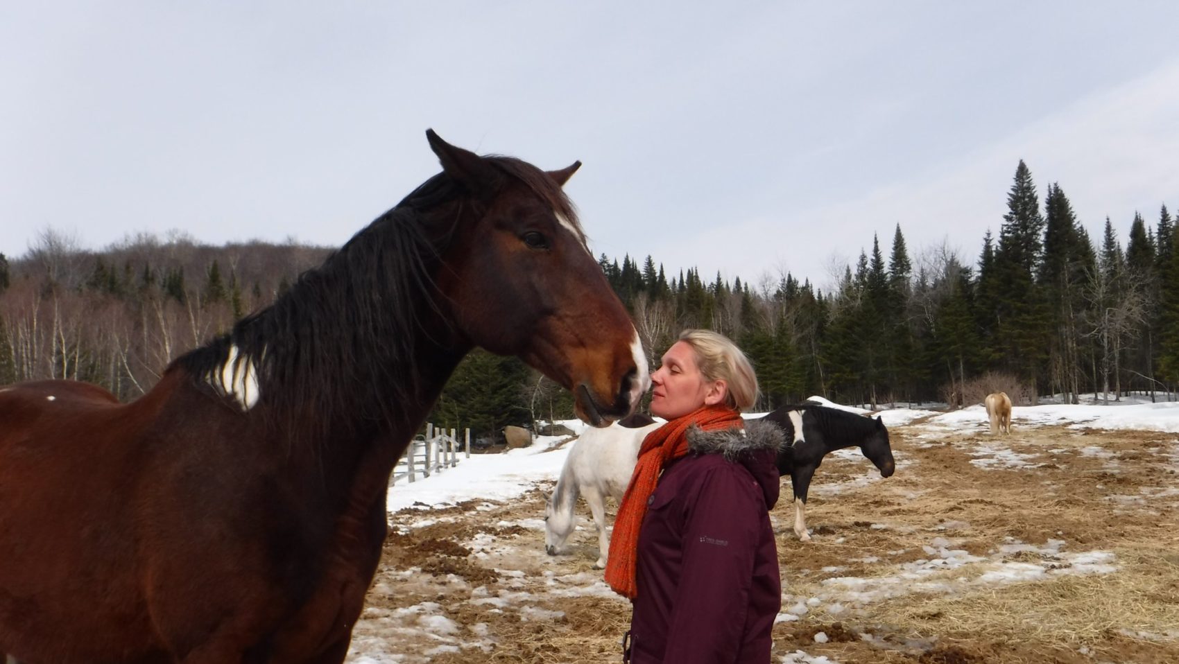 Guérison à travers les yeux des chevaux